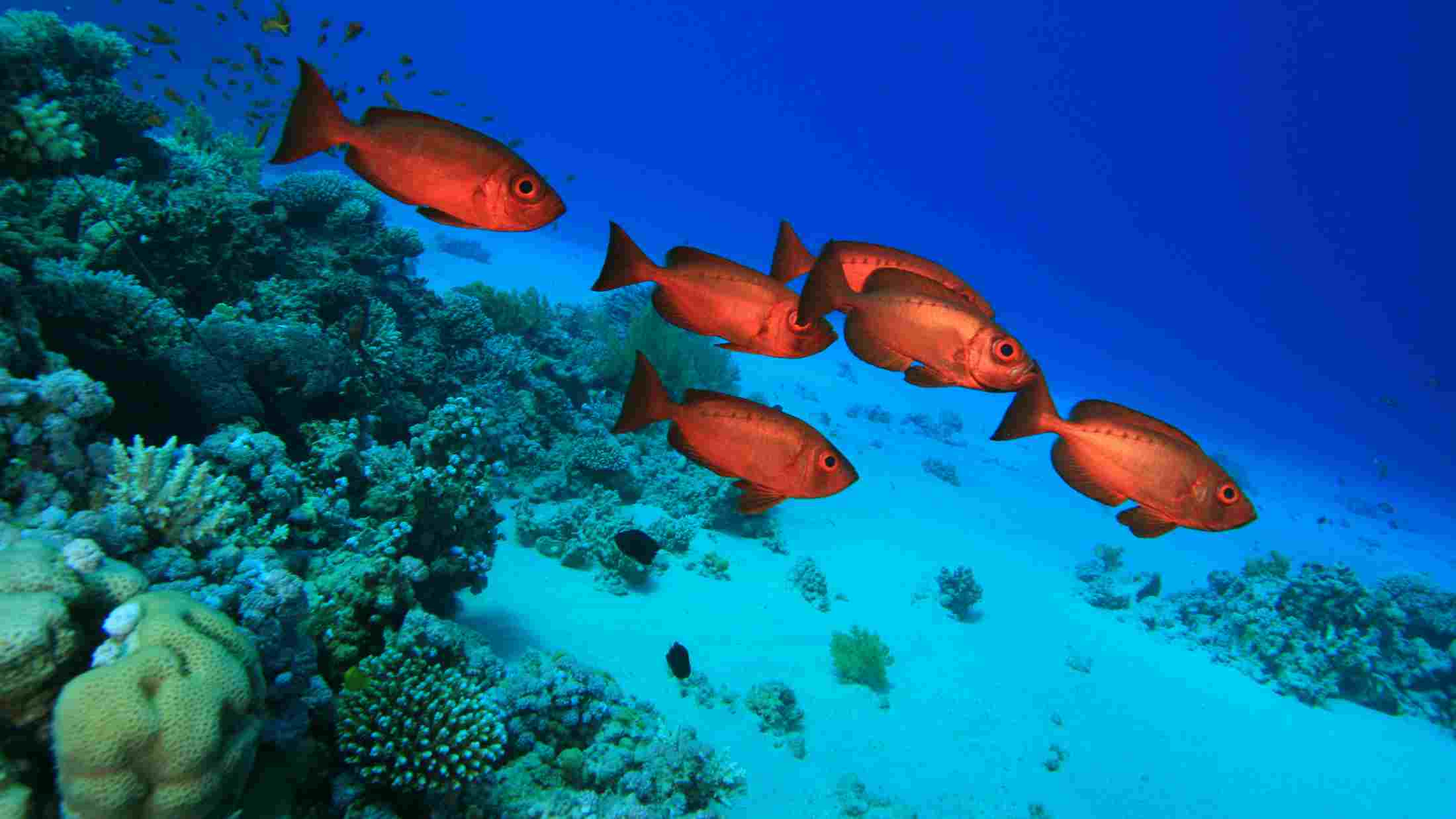 fish header image file
